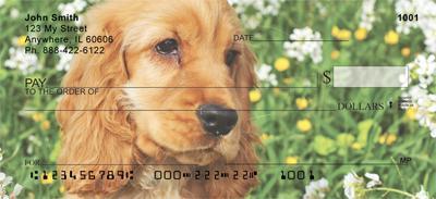 Cocker Spaniel Puppies