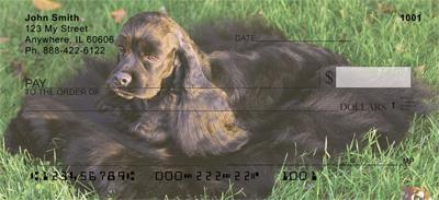 Regal Cocker Spaniel