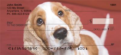 Cocker Spaniel Closeup