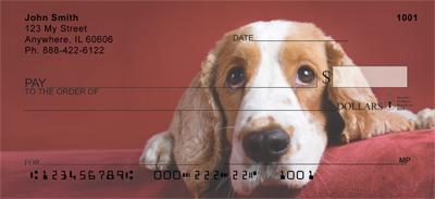 Cocker Spaniel Closeup