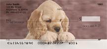 Cocker Spaniel Puppy