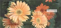 Gerbera Daisies