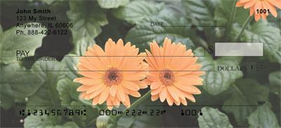 Gerbera Daisies