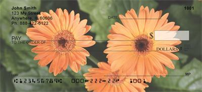Gerbera Daisies