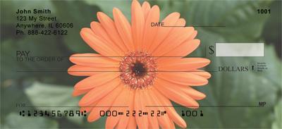 Gerbera Daisies