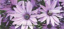 Purple Daisies