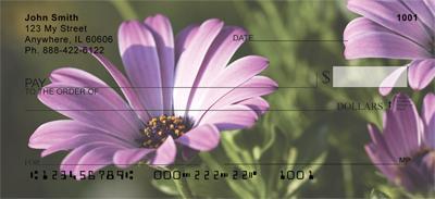 Purple Daisies
