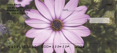 Purple Daisies