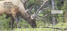 Grazing Elk