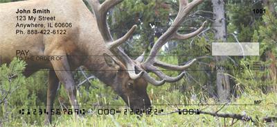 Grazing Elk