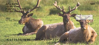 Resting Elk