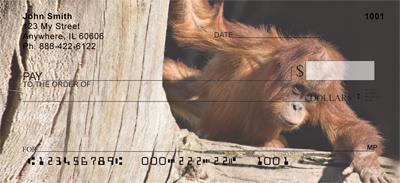 Baby Orangutan