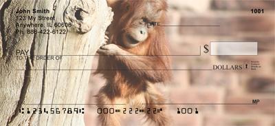 Baby Orangutan