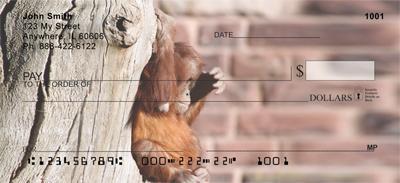 Baby Orangutan