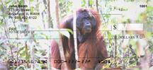 Orangutan In The Wild