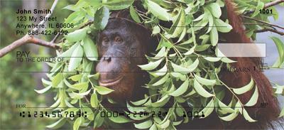 Orangutan In The Wild