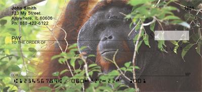 Orangutan In The Wild