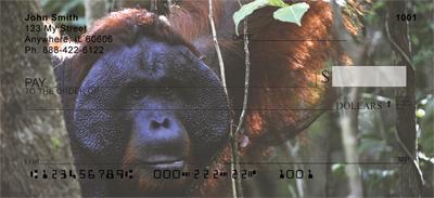 Orangutan In The Wild