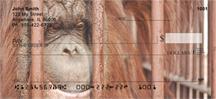 Captive Orangutan