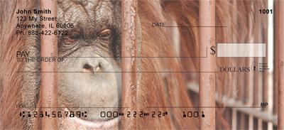 Captive Orangutan