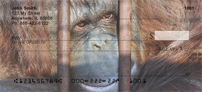 Captive Orangutan