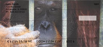 Captive Orangutan