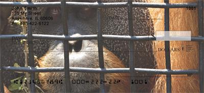 Captive Orangutan