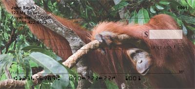 Orangutan In The Trees