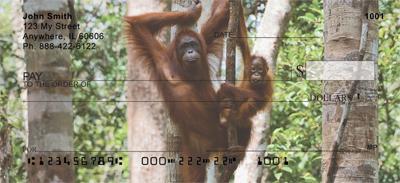 Orangutan In The Trees