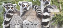 Ring-tailed Lemur Family