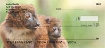 Red-bellied Lemurs