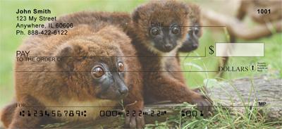 Red-bellied Lemurs