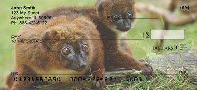 Red-bellied Lemurs