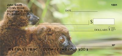 Red-bellied Lemurs