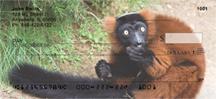 Curious Lemur