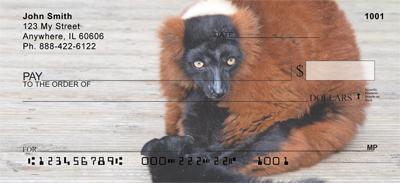 Curious Lemur