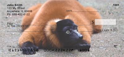 Curious Lemur