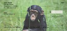 Baby Chimp
