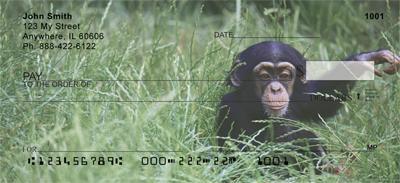Baby Chimp