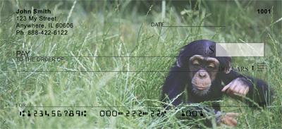 Baby Chimp