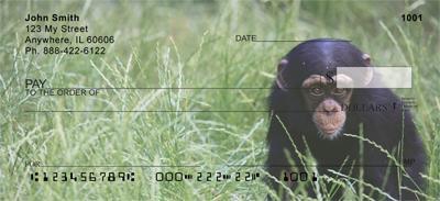 Baby Chimp