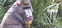 Mandrill Baboon