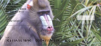 Mandrill Baboon