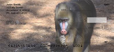Mandrill Baboon