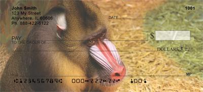 Mandrill Baboon