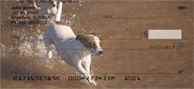 Playful Jack Russells