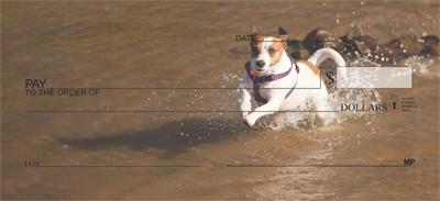 Playful Jack Russells