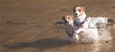 Playful Jack Russells