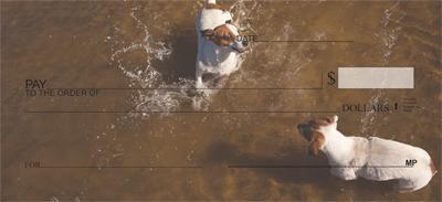 Playful Jack Russells
