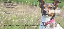 Jack Russells In The Grass